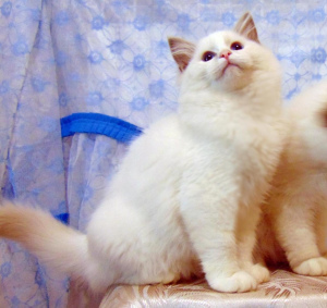 Photo №3. Les chatons Ragdoll sont des gars rares et très inhabituels. Vendu pas cher. Fédération de Russie