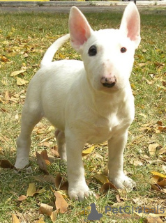 Photo №1. bull terrier - à vendre en ville de Дублин | Gratuit | Annonce №124157