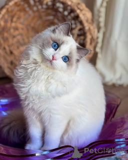 Photo №1. ragdoll - à vendre en ville de Lintgen | négocié | Annonce № 156521