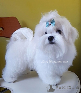 Photo №4. Je vais vendre bichon maltais en ville de Kiev. de la fourrière - prix - 775€
