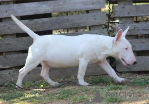 Photos supplémentaires: Chiots bull terrier miniatures