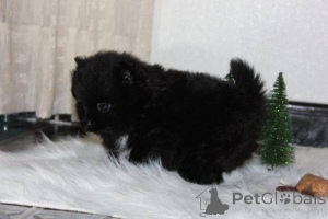 Photo №1. spitz nain - à vendre en ville de Medellín | négocié | Annonce №167305