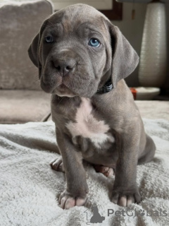 Photo №1. cane corso - à vendre en ville de Noordwijk | négocié | Annonce №161247