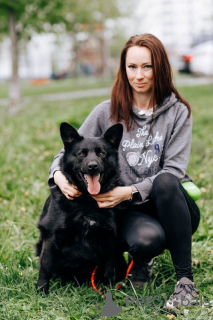 Photo №2 de l'annonce № 70791 de la vente chien bâtard - acheter à Fédération de Russie annonce privée