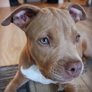 Photo №1. american staffordshire terrier - à vendre en ville de Rome | négocié | Annonce №53879