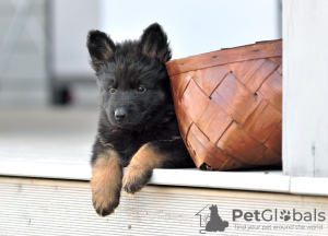 Photos supplémentaires: chiots berger allemand