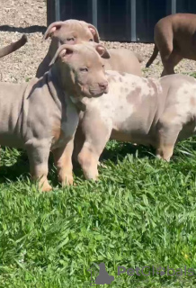 Photo №1. american bully - à vendre en ville de Smederevo | Gratuit | Annonce №98318