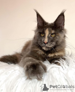 Photo №3. Maine coon. USA