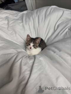 Photo №2 de l'annonce № 146728 de la vente chat de gouttière - acheter à USA annonce privée, éleveur