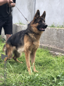 Photo №2 de l'annonce № 139198 de la vente berger allemand - acheter à Serbie 