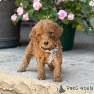 Photo №4. Je vais vendre caniche royale en ville de Indiana. annonce privée - prix - 3188€