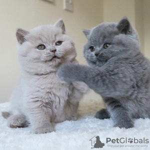 Photo №2 de l'annonce № 115213 de la vente british shorthair - acheter à Pays Bas annonce privée