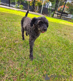 Photo №1. caniche (jouet) - à vendre en ville de Aberdeen | 330€ | Annonce №177855