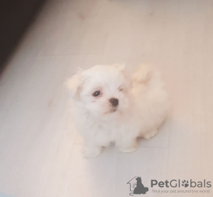 Photo №1. bichon maltais - à vendre en ville de Bremen | 284€ | Annonce №70933