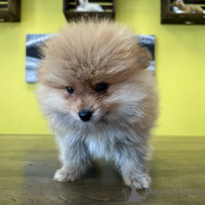 Photo №1. spitz nain - à vendre en ville de Kranenburg | négocié | Annonce №177770