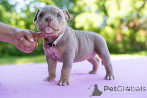 Photo №2 de l'annonce № 144517 de la vente chien bâtard - acheter à Estonie 