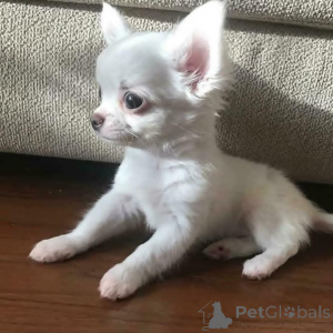 Photo №1. chihuahua - à vendre en ville de Aurich | négocié | Annonce №152842