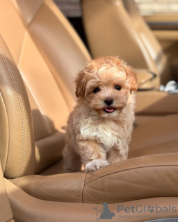 Photos supplémentaires: Chiots Maltipoo.