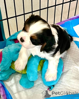 Photo №1. cavalier king charles spaniel - à vendre en ville de Berlin | 100€ | Annonce №100242