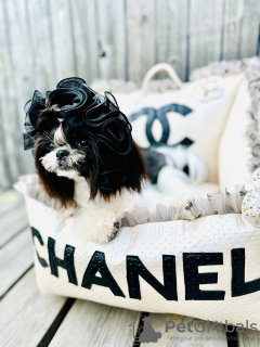 Photo №2 de l'annonce № 126466 de la vente shih tzu - acheter à Ukraine annonce privée