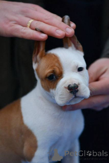 Photo №2 de l'annonce № 164475 de la vente american staffordshire terrier - acheter à Serbie 