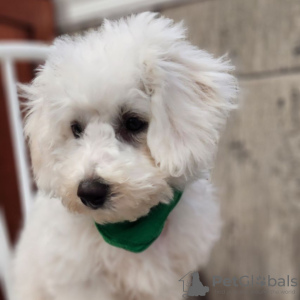 Photo №3. BICHON FRISE A VENDRE. Colombie