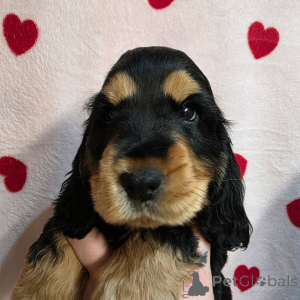 Photo №3. Maintenant prêt pour le ramassage et l'expédition. La finlande