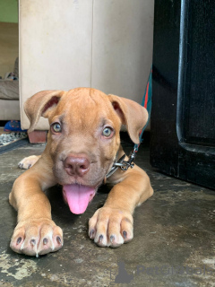 Photo №3. Beaux chiots Boerboel avec pedigree disponibles maintenant avec tous les papiers. Allemagne