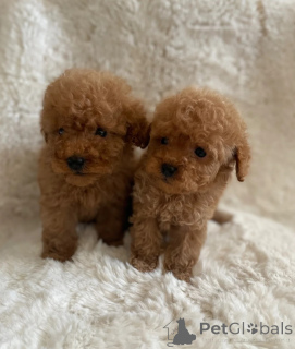 Photo №1. caniche (jouet) - à vendre en ville de Reine | 350€ | Annonce №170177