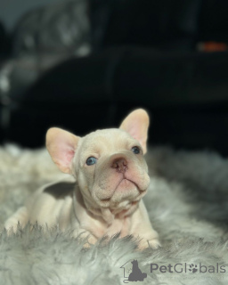 Photo №2 de l'annonce № 150635 de la vente bouledogue - acheter à Allemagne de l'abri, éleveur