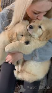 Photo №2 de l'annonce № 162432 de la vente golden retriever - acheter à Pays Bas annonce privée, éleveur