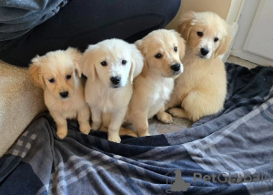 Photo №1. golden retriever - à vendre en ville de Klaipėda | 400€ | Annonce №127600