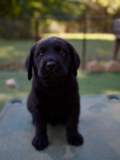 Photo №3. Adorables chiots Labrador Retriever chocolat et noir, en bonne santé, joueurs et. Allemagne