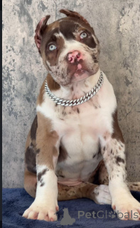 Photo №2 de l'annonce № 155092 de la vente cane corso - acheter à Luxembourg éleveur