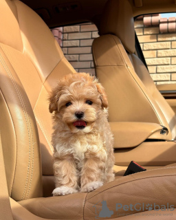 Photos supplémentaires: Chiots Maltipoo.