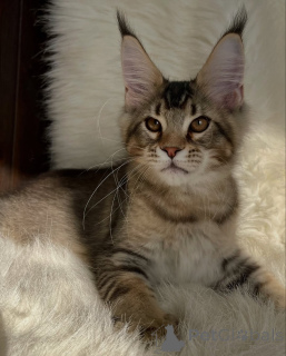 Photo №1. maine coon - à vendre en ville de Andel | négocié | Annonce № 155324