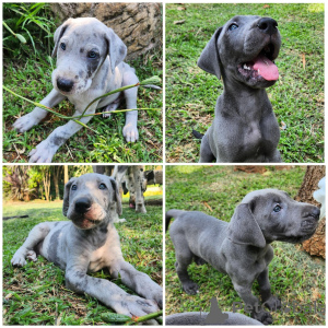 Photo №1. dogue allemand - à vendre en ville de Hadsten | négocié | Annonce №169966