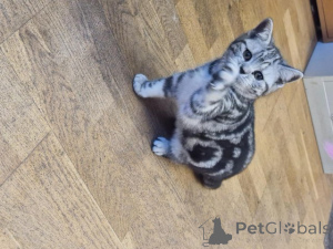 Photo №2 de l'annonce № 176167 de la vente british shorthair - acheter à Belgique annonce privée