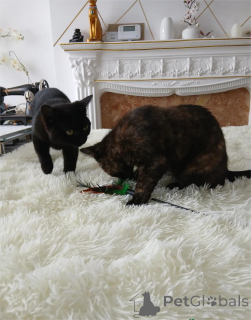 Photo №1. bombay - à vendre en ville de Alken | 350€ | Annonce № 151626