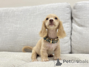 Photo №4. Je vais vendre teckel en ville de Cologne. éleveur - prix - négocié