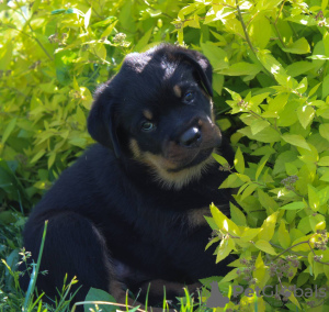Photo №3. Chiot Rottweiler. Biélorussie