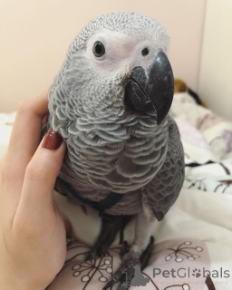 Photo №1. bouvier australien, berger australien, terrier australien, broholmer, parson russell terrier - à vendre en ville de Alabama | négocié | Annonce №145245