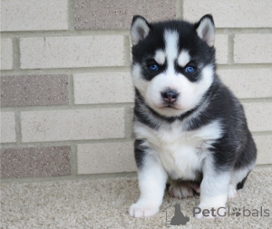 Photo №1. husky de sibérie - à vendre en ville de Larnaca | négocié | Annonce №178017