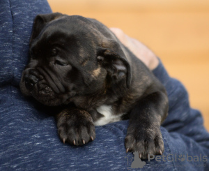 Photo №1. bullmastiff - à vendre en ville de Venlo | 1500€ | Annonce №88633