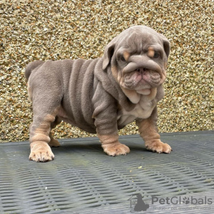 Photo №1. bulldog anglais - à vendre en ville de Berlin | Gratuit | Annonce №125096