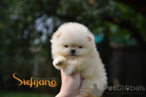 Photo №3. Pomeranian Boo Teddy Bear, chiots Pomeranian Spike. Serbie