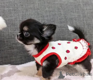 Photo №3. Këlyshë të adhurueshëm chihuahua në shitje. La finlande