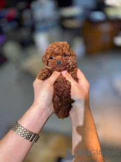 Photo №1. caniche (jouet) - à vendre en ville de Mauvais kreuznach | 242€ | Annonce №173556