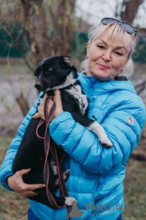 Photo №2 de l'annonce № 95937 de la vente chien bâtard - acheter à Fédération de Russie annonce privée