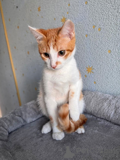 Photo №3. Tosha, un petit chaton pêche qui attend sa personne. Fédération de Russie